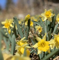 Close-up of yellow daffodil flowers
