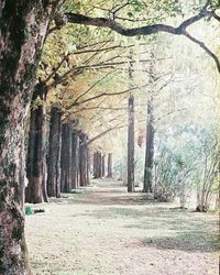 Footpath passing through trees