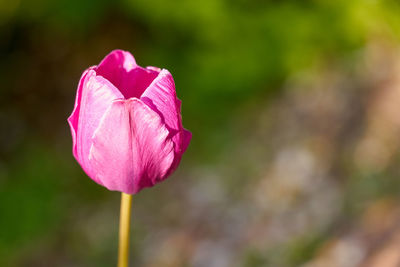 Close-up of pink flower