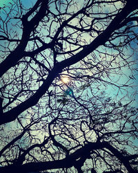 Low angle view of silhouette bare tree against sky