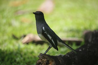 Close-up of bird perching on a field
