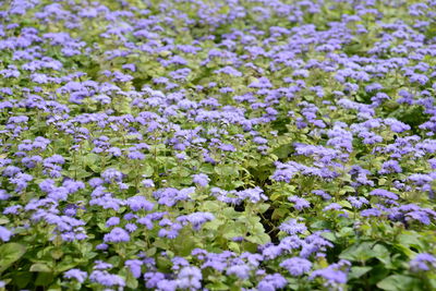 Close-up of purple flowering plant in field