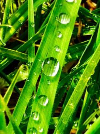 Full frame shot of raindrops on grass