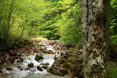 Stream flowing through rocks in forest