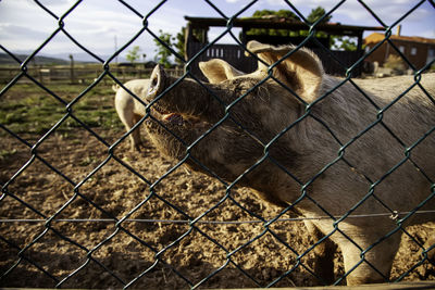 Horse standing in field seen through chainlink fence