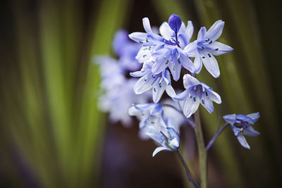 Close-up of purple flowering plant