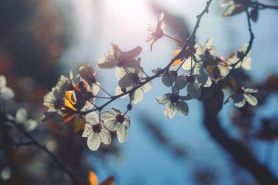 Close-up of cherry blossoms in spring