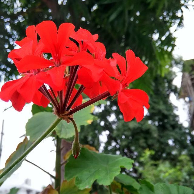 flower, freshness, red, petal, growth, fragility, flower head, focus on foreground, beauty in nature, blooming, close-up, nature, plant, in bloom, blossom, day, leaf, stem, park - man made space, outdoors