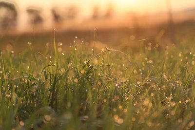 Close-up of grass growing on field