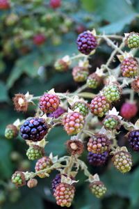 Close-up of berries growing on plant