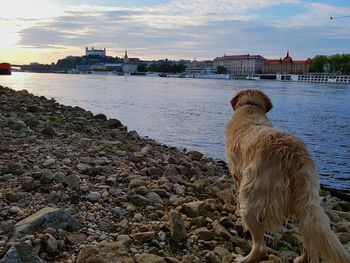 View of dog in city during sunset