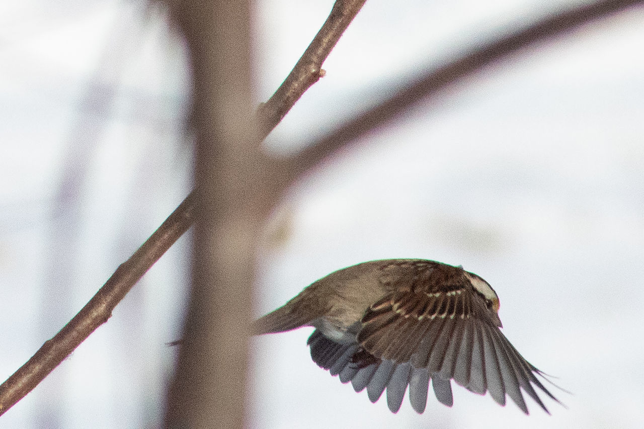 CLOSE-UP OF A BIRD FLYING