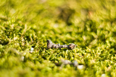 Close-up of lizard on rock