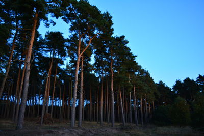 Low angle view of trees in forest against clear sky