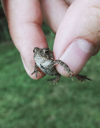 Close-up of man holding toad against grassy field