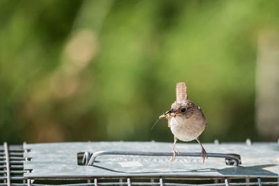 Close-up of bird perching on table