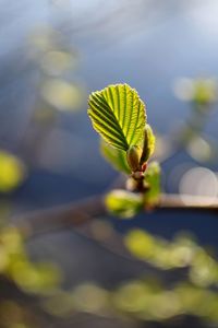 Close-up of green plant