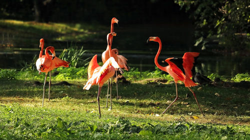 View of birds on field by lake