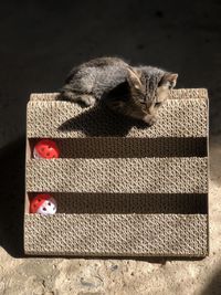 Close-up of a cat