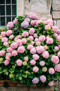 Close-up of pink hydrangea flowers in pot