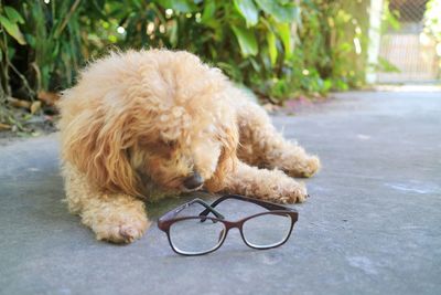 A cute yellow poodle dog lying on the concrete floor with glasses. take a break after work hard.