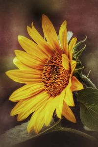 Close-up of yellow flower