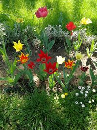 Close-up of red flowering plants on field