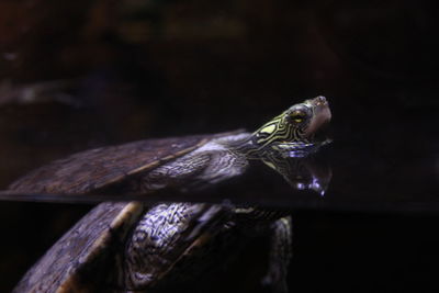 Close-up of lizard on water at night