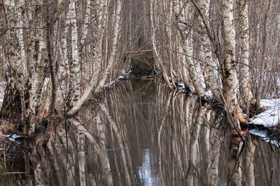 Bare trees in forest during winter