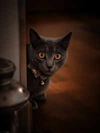 Close-up portrait of a cat