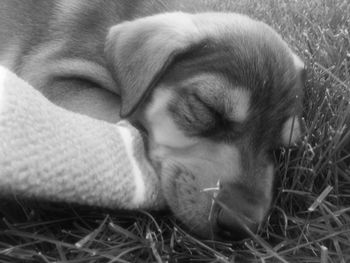 Close-up of a dog resting on grass