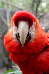 Close-up of parrot