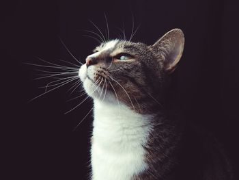 Close-up of cat against black background