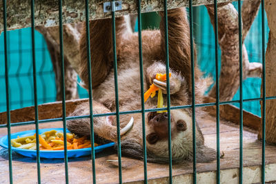 Cat lying in cage at zoo