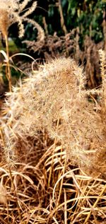 Close-up of dried plant on field