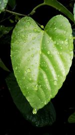 Close-up of raindrops on leaf