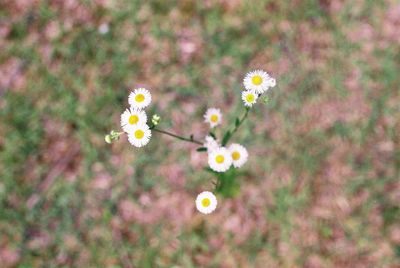 Yellow flowers blooming in spring