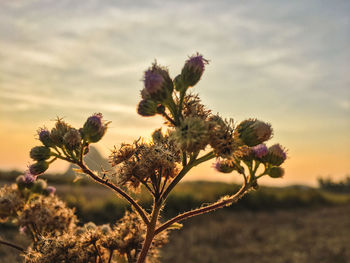 Close-up of pink flowering plant against sky