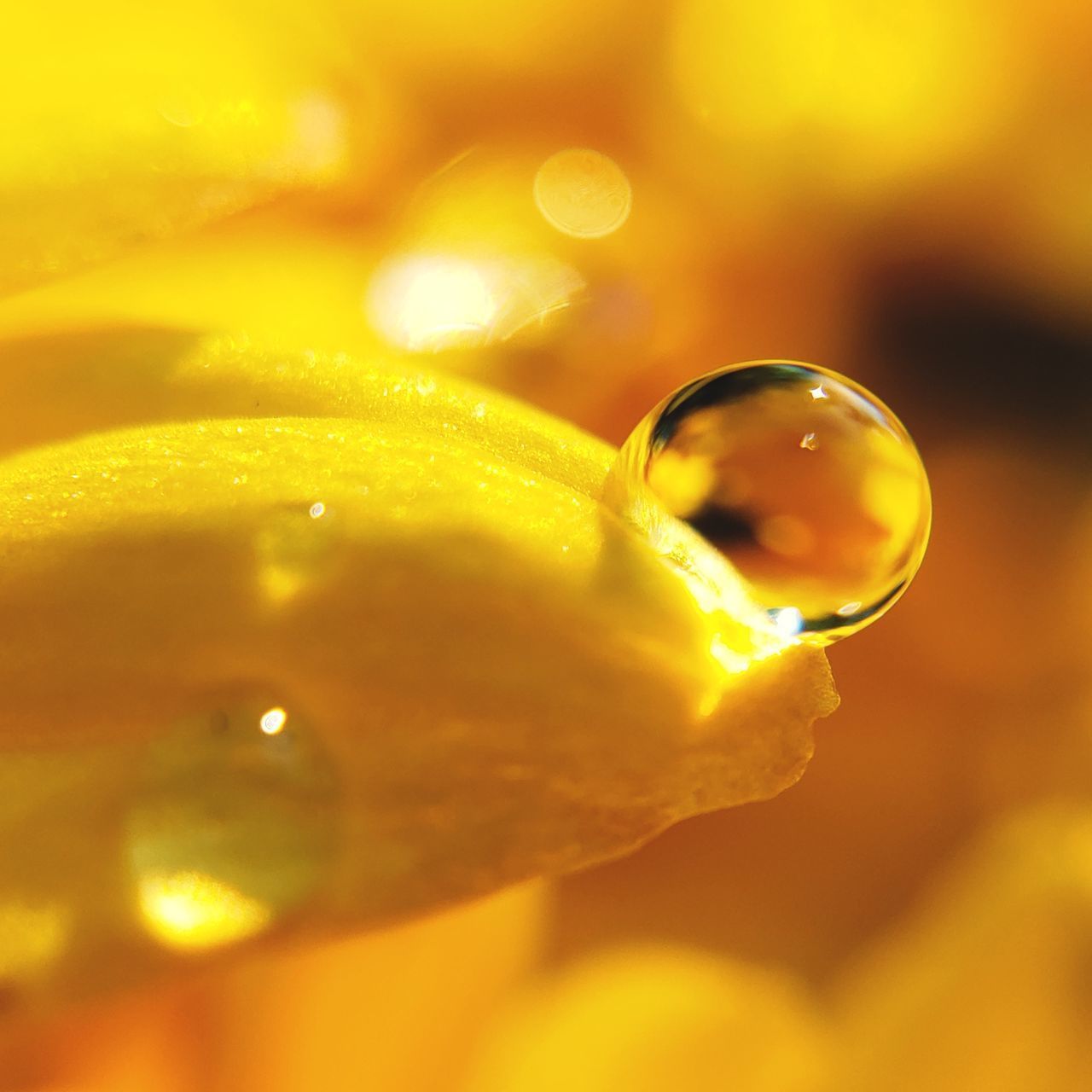 CLOSE-UP OF RAINDROPS ON WET YELLOW ROSE