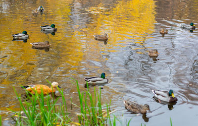 Ducks swimming in lake