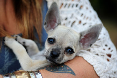 Close-up of a dog