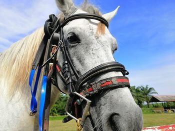 Close-up of a horse