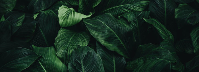 Full frame shot of green leaves