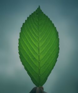 leaf