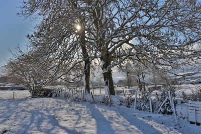 Bare tree on snow covered landscape