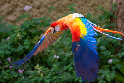 Close-up of parrot