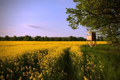 Scenic view of oilseed rape field against sky