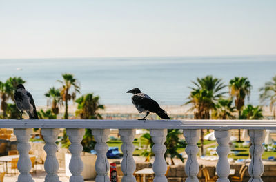 Bird perching on a railing