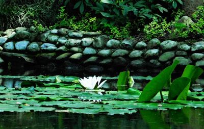 Water lily in lake