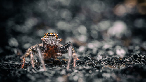 Close-up of spider on web